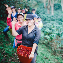 Gesha - Limited Release